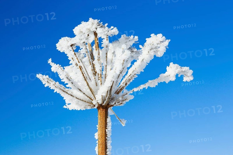 Ice detail on chervil