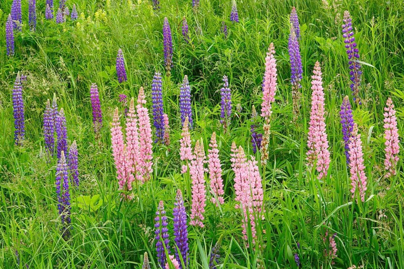 Multileaved lupin