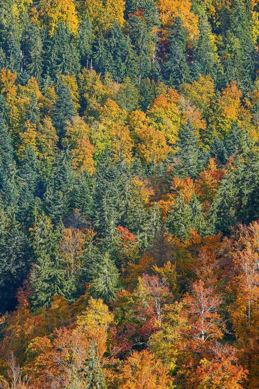 Mixed forest in autumn