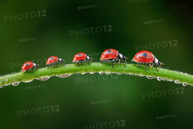 Two-spot ladybird on blade of grass