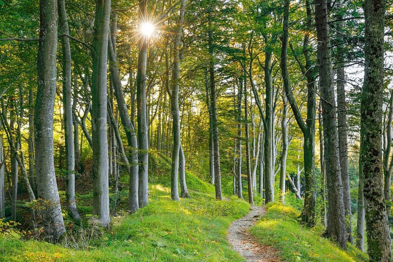 Waldweg