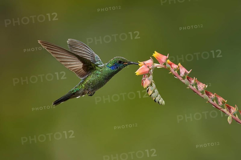 Mexican violetear