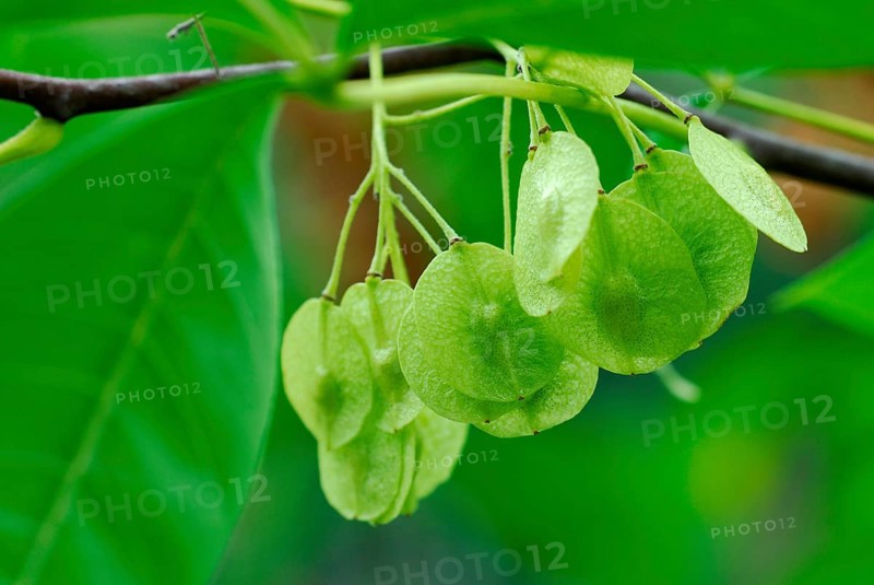 Hop Tree