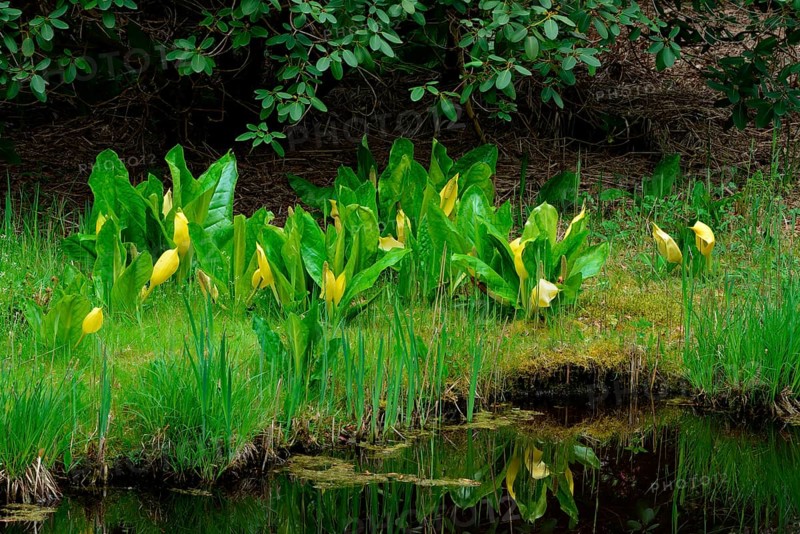 Western skunk cabbage