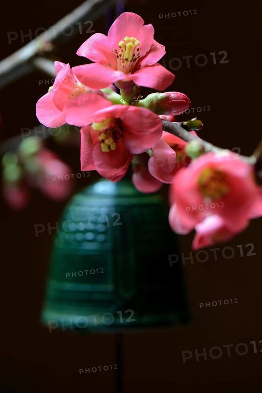 Bell and flowers of the ornamental quince