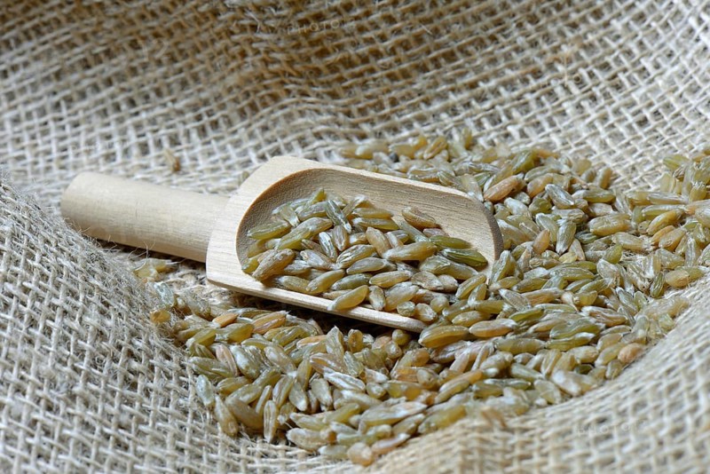 Unripe spelt grain