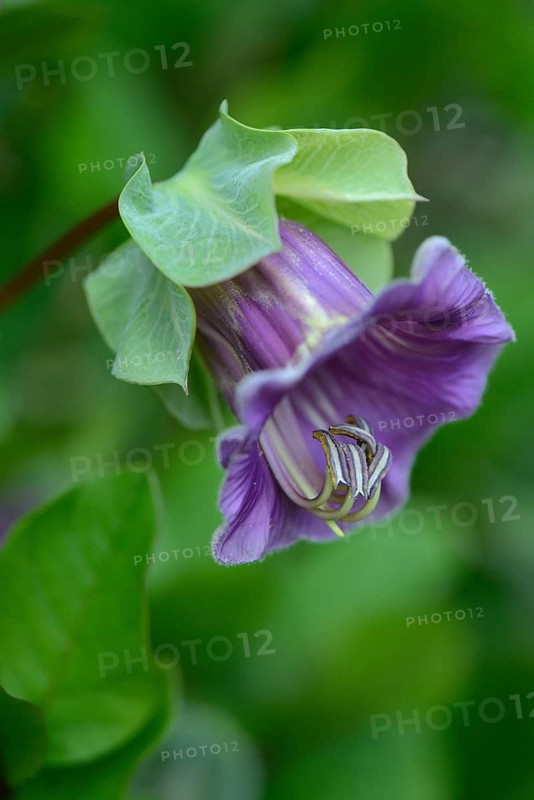 Cup-and-saucer vine