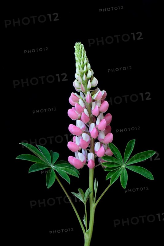 Lupine