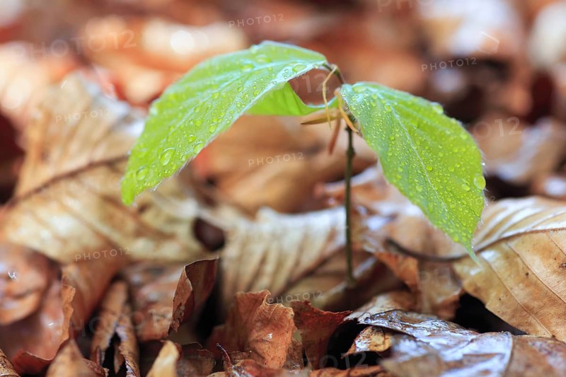Beech