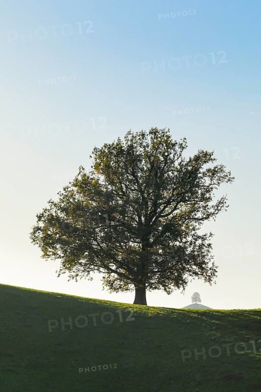 Oak at Hirzelpass