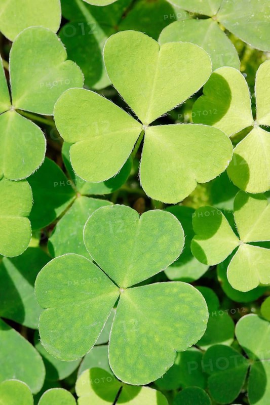 Forest clover