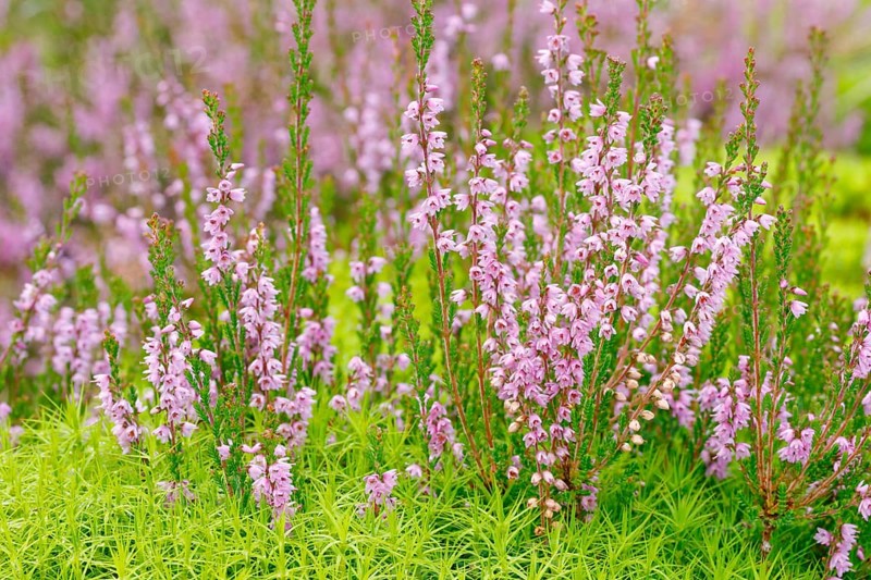Heather flower and maidenhair moss