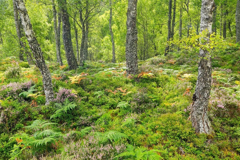 Birch forest