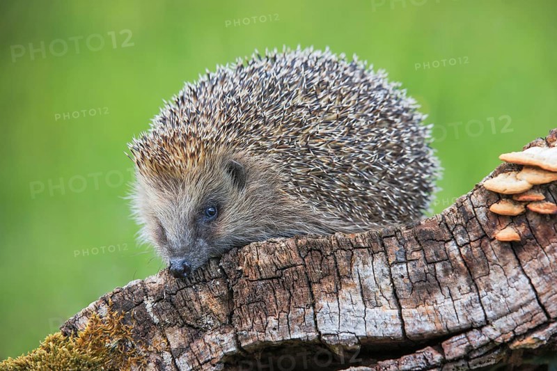European hedgehog
