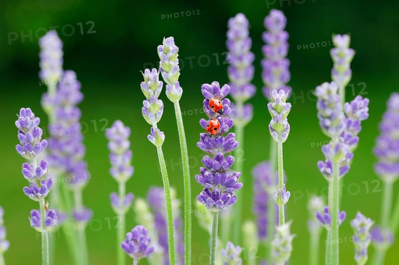 Two-spotted ladybird on lavender flower