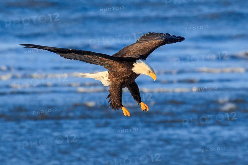 Bald eagle