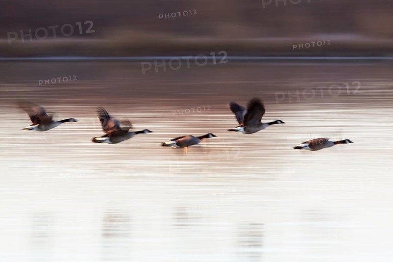 Canada goose