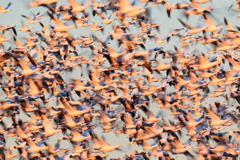 Snow goose