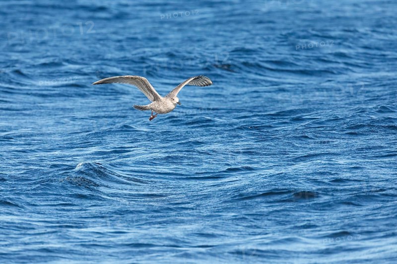 Yellow-legged gull