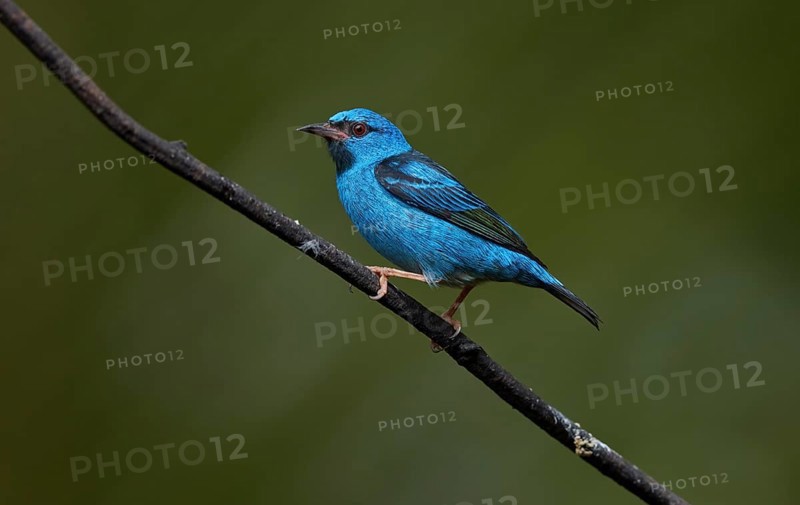 Blue-headed pitcher