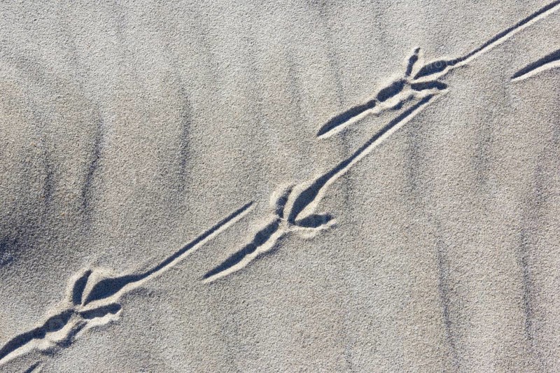 Bird tracks in the sand