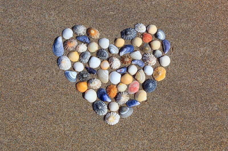 Shells form heart shape