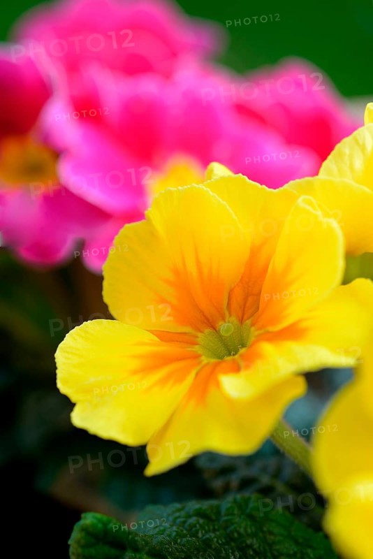 Primroses
