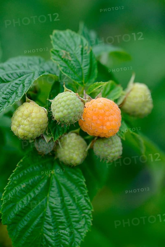 Yellow raspberry