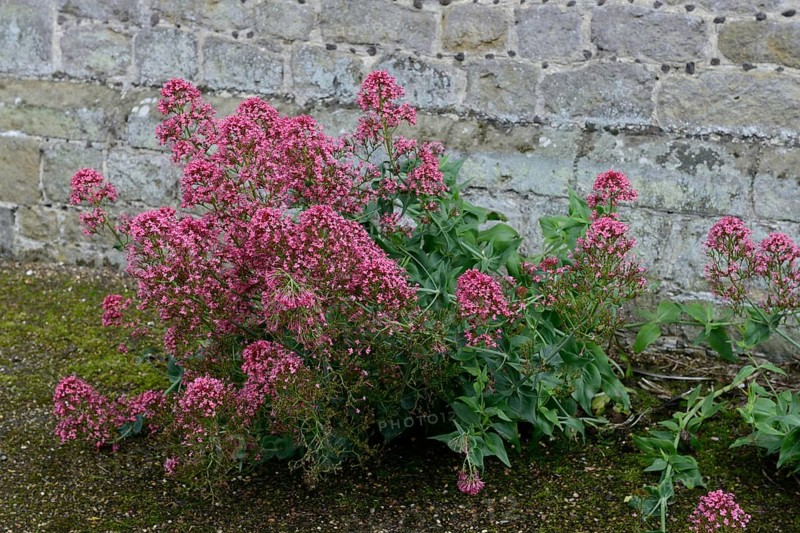 Red valerian