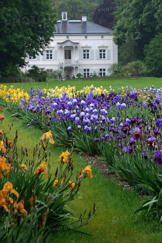 German Iris