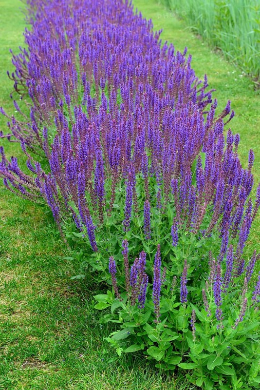 Ornamental sage