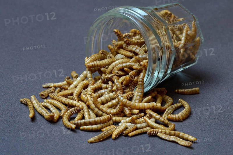Dried mealworms in glass