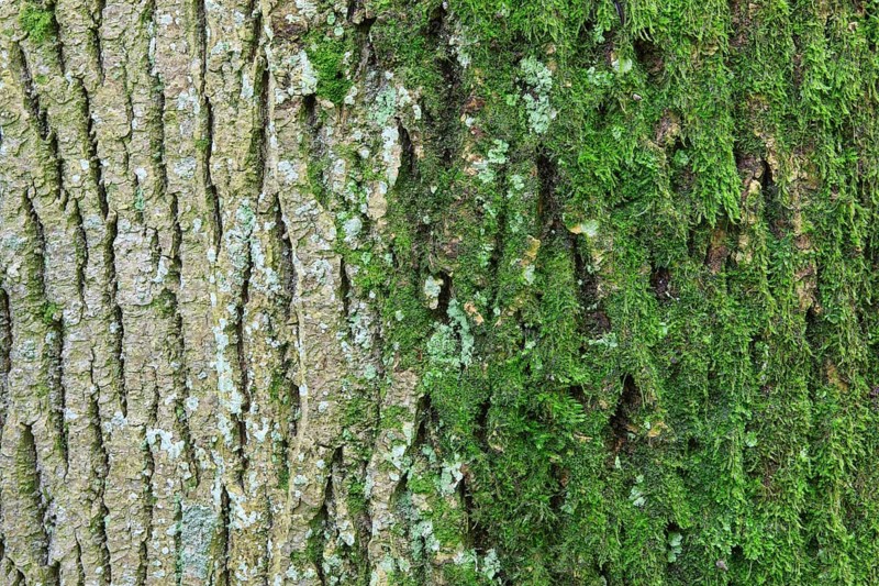 Maple
