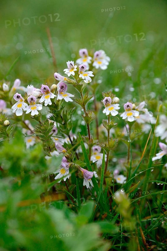 Eyebright