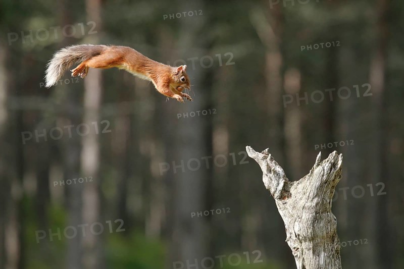 Red Squirrel