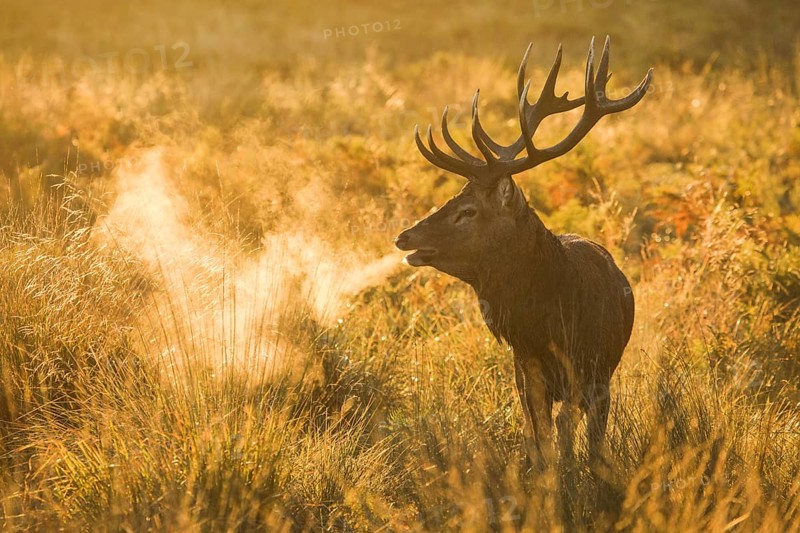 Red Deer or Hart