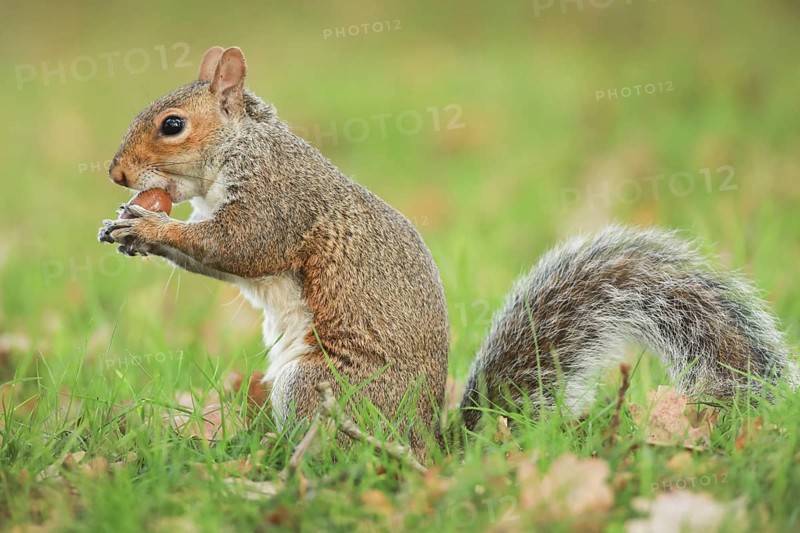 Eastern gray squirrel