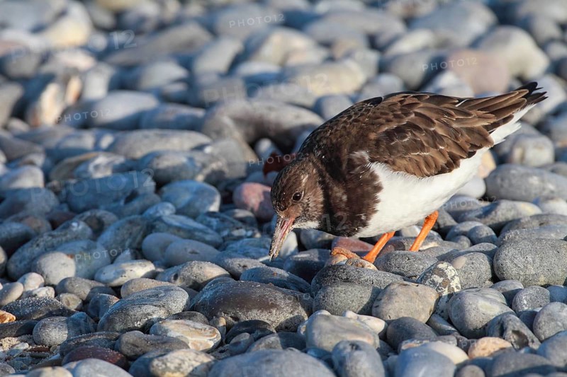 Turnstones