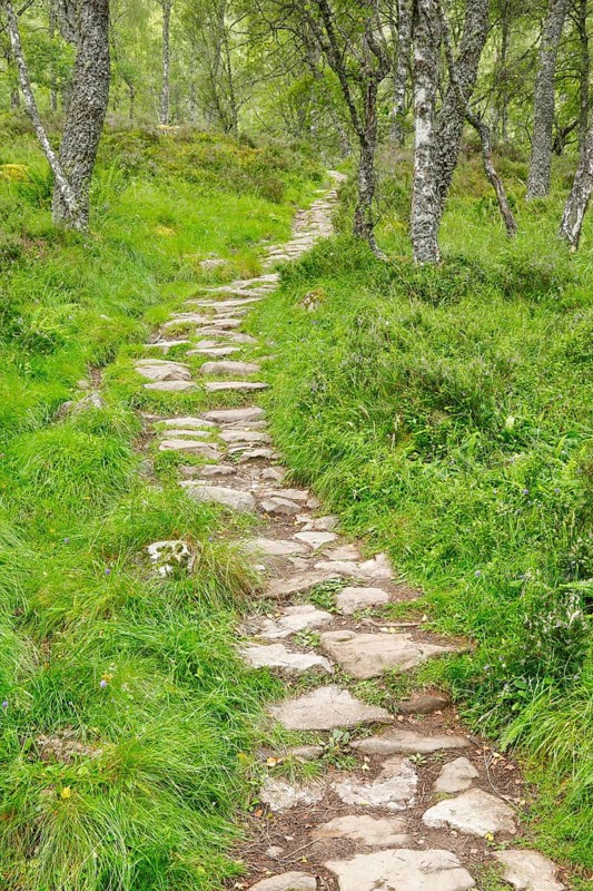 Footpath in birch forest