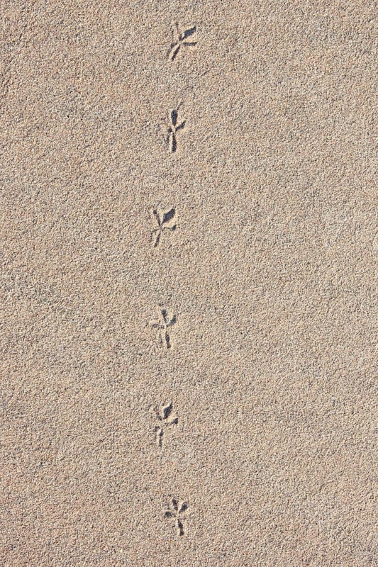 Bird tracks in the sand
