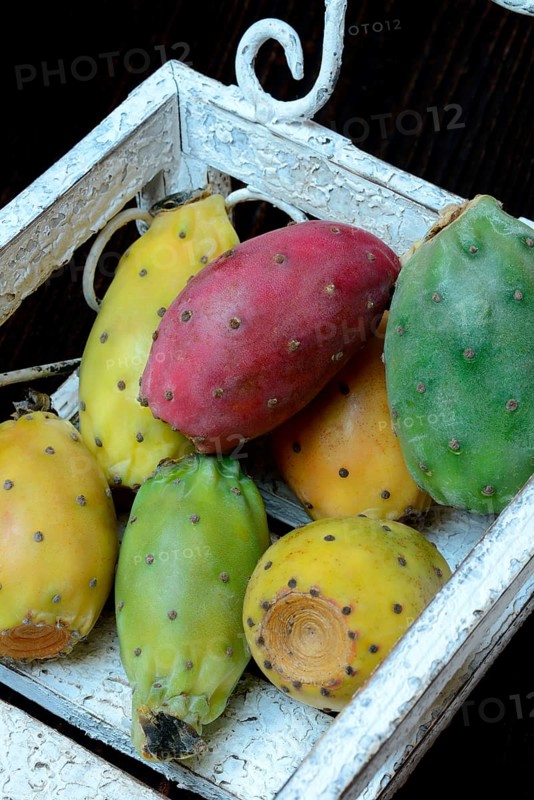Indian Fig Opuntia