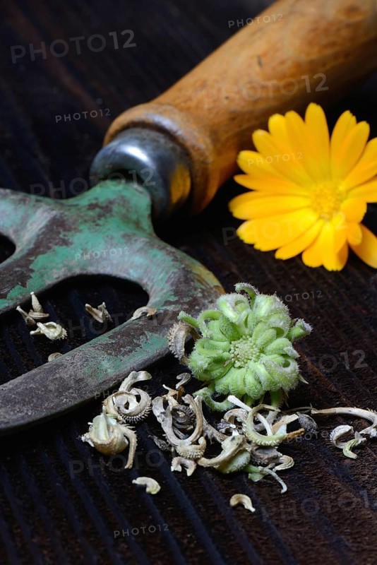 Marigoldsseeds and flowers