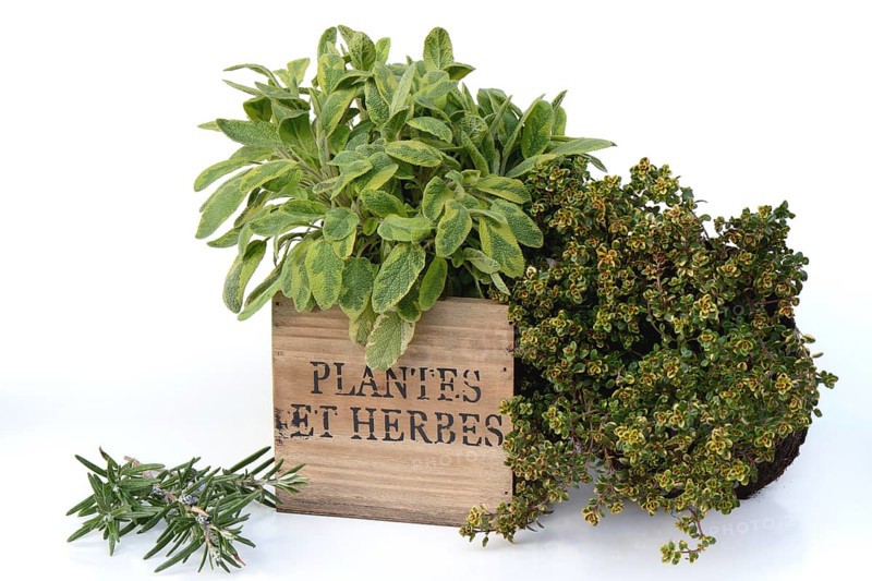Kitchen herbs