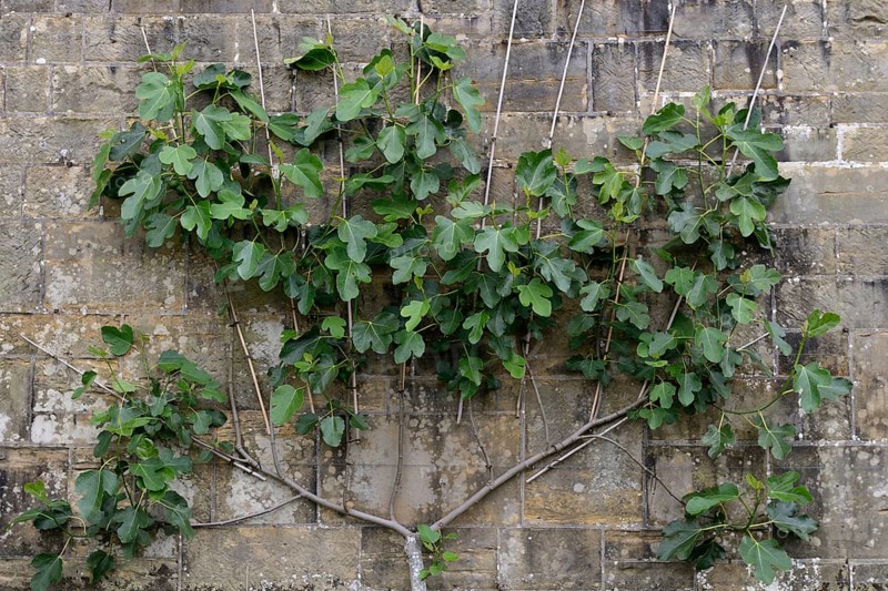 Fig tree pulled against the wall as a trellis