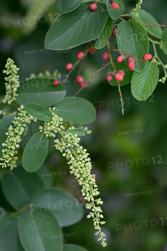 Berchemia racemosa