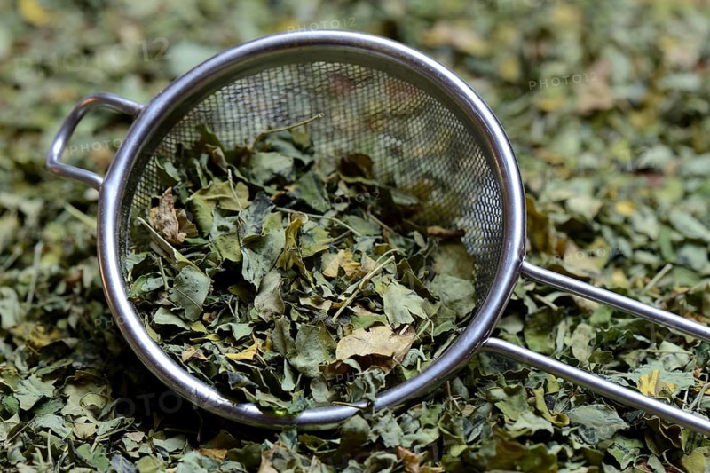 Moringa leaves in sieve