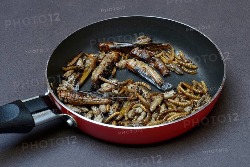 Insect food