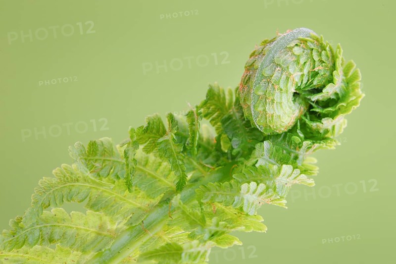 Fern