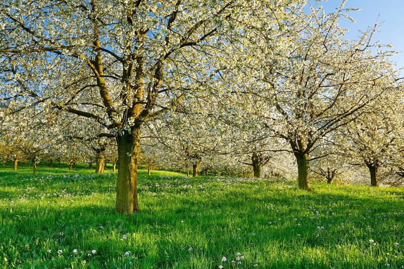 Cherry trees in spring