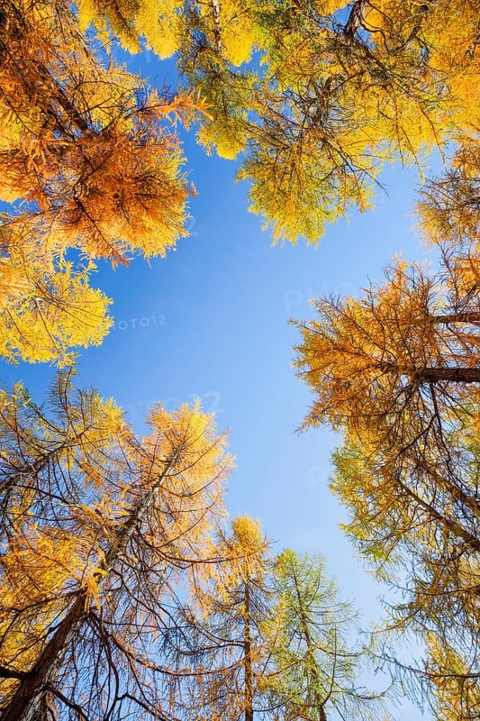 Larch forest and blueberry bushes
